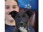 Adopt Jenivelle a Black Husky / Mixed Breed (Medium) / Mixed (short coat) dog in