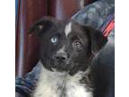 Adopt Lorcan a Black Husky / Mixed dog in LaHarpe, KS (41233120)