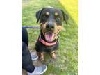 Adopt Jyn Jen a Black Rottweiler / Mixed (short coat) dog in Philadelphia