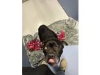 Adopt Phil a Black Boxer / Mixed dog in Monroe, MI (41315928)