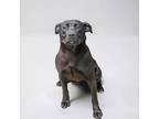 Adopt Rosco a Black American Pit Bull Terrier / Mixed Breed (Medium) / Mixed