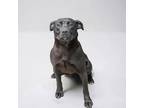 Adopt Rosco a Black American Pit Bull Terrier / Mixed dog in Bedford