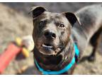 Adopt Levi a Black American Pit Bull Terrier / Mixed Breed (Medium) / Mixed