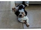 Adopt Winston a White - with Black Shih Tzu / Mixed dog in Austin, TX (40585834)