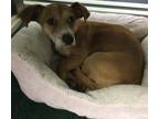 Adopt 5/1/24 a Tan/Yellow/Fawn Mixed Breed (Small) / Mixed dog in Wichita Falls