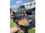 Adopt Rugrat a Black Mixed Breed (Medium) / Mixed dog in Baton Rouge