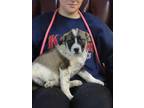 Adopt Barkus a White Husky / Mixed dog in LaHarpe, KS (41233118)