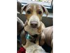 Adopt Brody a Brown/Chocolate American Staffordshire Terrier / Mixed Breed