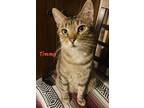 Adopt Timmy a Brown Tabby Domestic Shorthair (short coat) cat in Haltom City