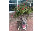 Adopt Gracie a Gray/Blue/Silver/Salt & Pepper Mixed Breed (Large) / Mixed dog in