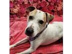 Adopt Merry a White Mixed Breed (Medium) / Mixed dog in Lafayette, IN (40530953)