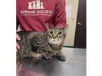 Adopt Suzie (Sue Storm) a Brown Tabby Domestic Shorthair / Mixed Breed (Medium)