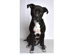 Adopt Rocky a Black - with White Mixed Breed (Medium) / American Pit Bull