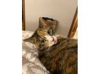 Adopt Sophia a Orange or Red (Mostly) Domestic Shorthair / Mixed (short coat)