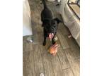 Adopt Phantom a Black Doberman Pinscher / Mixed dog in Lacey, WA (40336461)