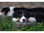 Adopt Bradey a Tricolor (Tan/Brown & Black & White) Australian Shepherd / Mixed