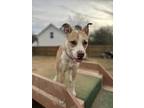 Adopt Cardi a Red/Golden/Orange/Chestnut - with White Mountain Cur / Mixed dog