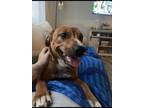 Adopt Gemma a Tan/Yellow/Fawn Coonhound (Unknown Type) / Mixed dog in Rochester