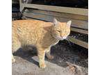 Adopt Chester a Orange or Red American Shorthair / Mixed (short coat) cat in