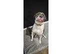 Adopt Finley a Black - with White American Pit Bull Terrier / Mixed dog in