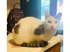 Adopt Jacob a White (Mostly) Domestic Shorthair (short coat) cat in Haltom City