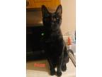 Adopt Raggy a All Black Domestic Shorthair (short coat) cat in Haltom City