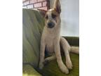 Adopt June a White Australian Shepherd / Husky / Mixed (short coat) dog in