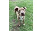 Adopt Blanche a Tan/Yellow/Fawn American Pit Bull Terrier / Mixed Breed (Medium)
