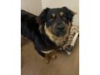 Adopt Buddy a Black Hovawart / Australian Cattle Dog / Mixed dog in Winfield