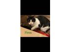 Adopt Fiona a Black & White or Tuxedo Domestic Shorthair (short coat) cat in