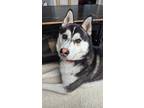 Adopt Quinn a Black - with White Husky / Mixed dog in Oceanside, CA (41316331)