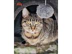 Adopt Ally a Brown Tabby Domestic Shorthair (short coat) cat in Haltom City
