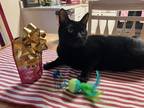 Adopt Binx a All Black Domestic Shorthair / Mixed (short coat) cat in New