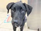 Adopt Darling a Black Mixed Breed (Large) / Mixed dog in Georgetown