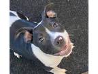 Adopt Lorna a Black American Pit Bull Terrier / Mixed dog in Glasgow