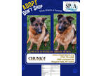 Adopt Chunky a Brown/Chocolate German Shepherd Dog / Mixed Breed (Medium) /