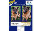 Adopt Chunky a Brown/Chocolate German Shepherd Dog / Mixed dog in Niagara Falls