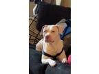 Adopt Bubba a White - with Brown or Chocolate American Pit Bull Terrier / Mixed