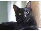 Adopt Brando a All Black Domestic Shorthair (short coat) cat in Mount Lebanon
