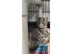 Adopt Garey a Domestic Shorthair / Mixed (short coat) cat in Ridgely