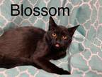 Adopt Blossom a Domestic Shorthair / Mixed (short coat) cat in Ridgely