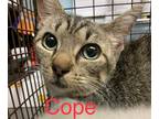 Adopt Cope a Domestic Shorthair / Mixed (short coat) cat in Ridgely