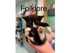 Adopt Folklore a Domestic Shorthair / Mixed (short coat) cat in Ridgely