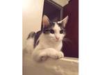 Adopt Snickers a White (Mostly) Domestic Shorthair / Mixed (short coat) cat in