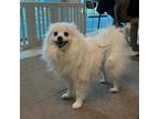 Adopt Haku a White Spitz (Unknown Type, Small) / Pomeranian / Mixed dog in