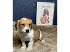 Adopt Cookie (Male Puppy 2) a Tricolor (Tan/Brown & Black & White) Basset Hound