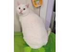 Adopt Luna! All White, Chonky Girl! a White Domestic Shorthair (short coat) cat