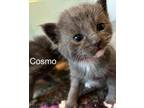 Adopt Cosmo a Domestic Shorthair / Mixed (short coat) cat in Clinton