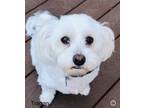 Adopt Teagan a White Bichon Frise / Havanese / Mixed dog in Columbia