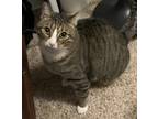 Adopt Bash a Brown Tabby Domestic Shorthair / Mixed (short coat) cat in